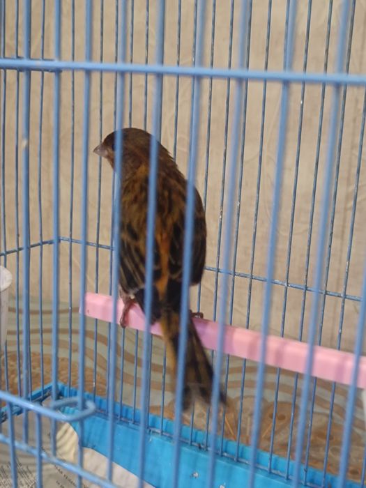 Konoreykala sotiladi