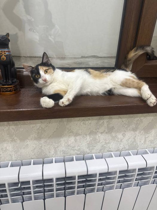 Отдам в добрые руки эту красавицу