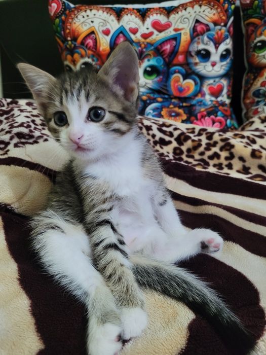 Кошечка ищет семью