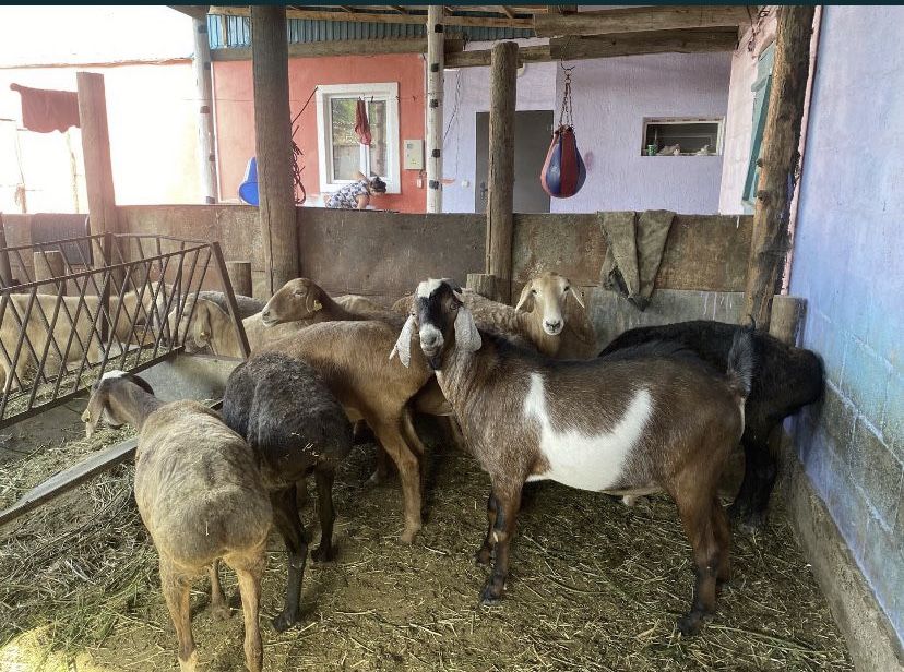 Продам бараннннн