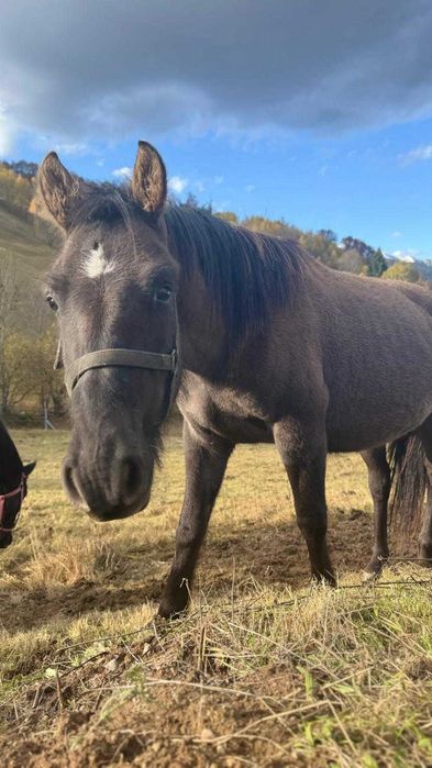 Iapa hutul rasa pura cu manz