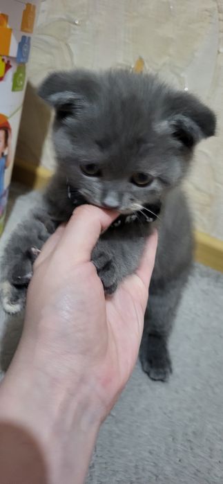 Продаю кошечку скотиш фолд