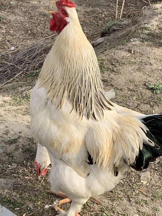 Млади петли(не чистокръвна Колумбийска брама)