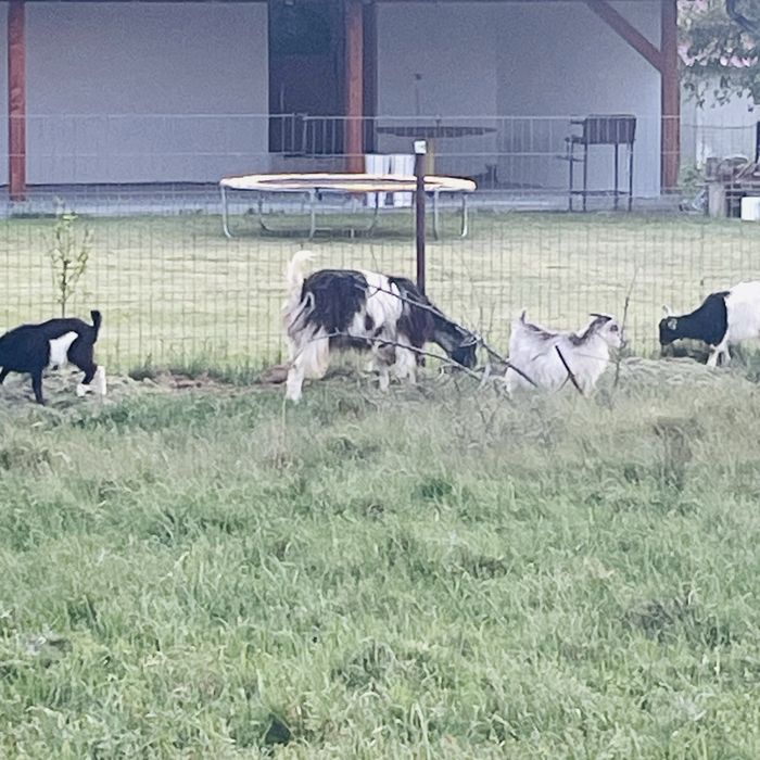 Miei dorper cu turcan de vanzare