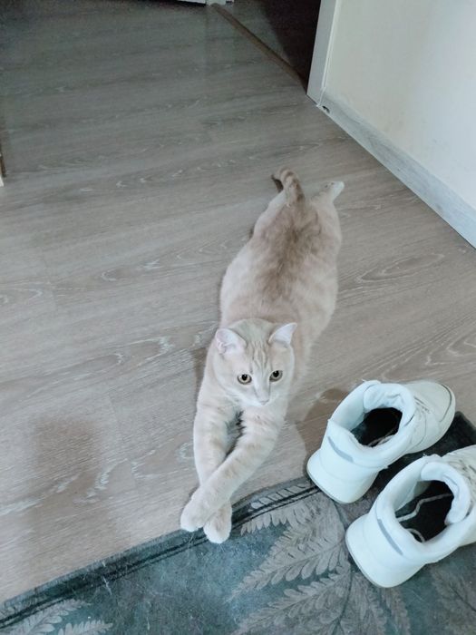 Кот персик,ищет дом!