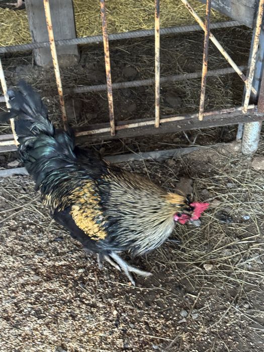 Продам молодых Петухов