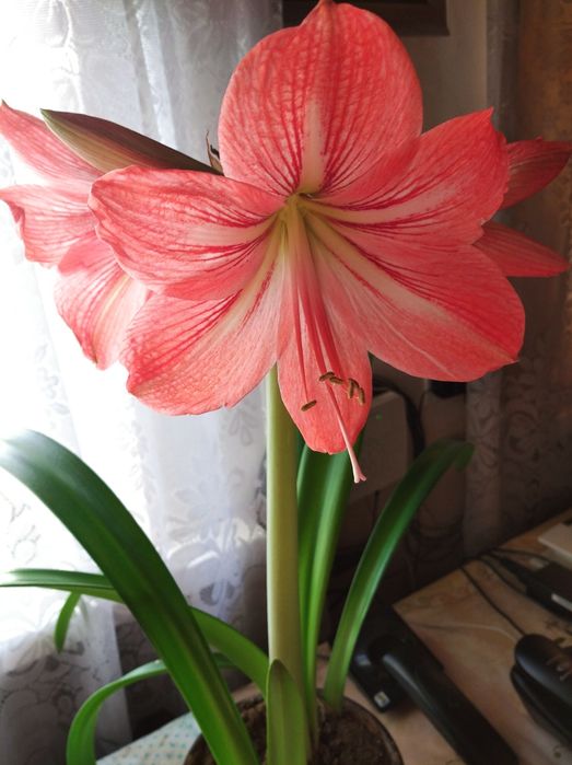 Амариллис. Комнатное растение.