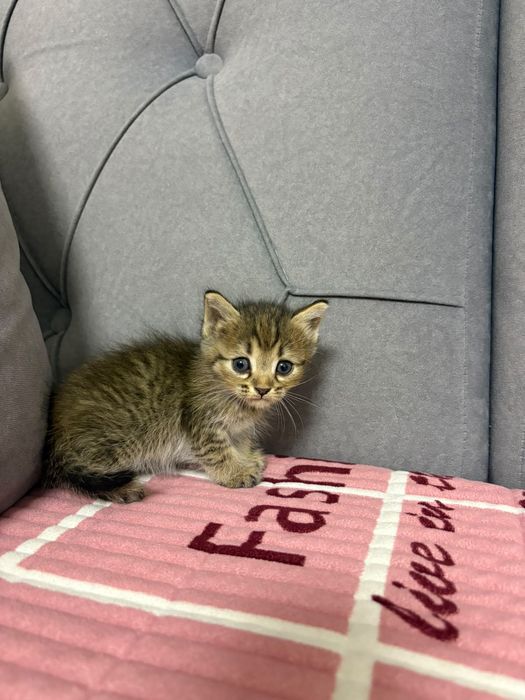 отдам в хорошие руки котят