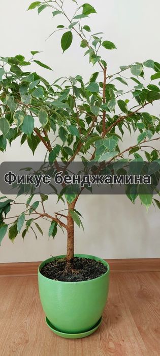 Продаётся Фикус бенджамина