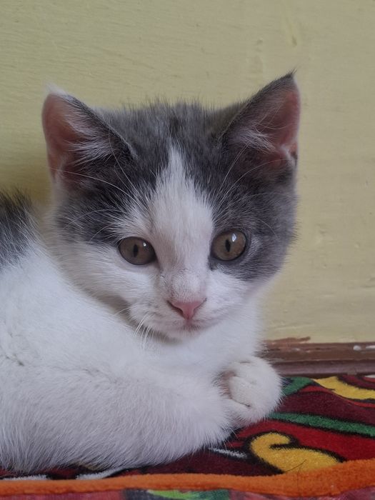 Продаётся котёнок девочка