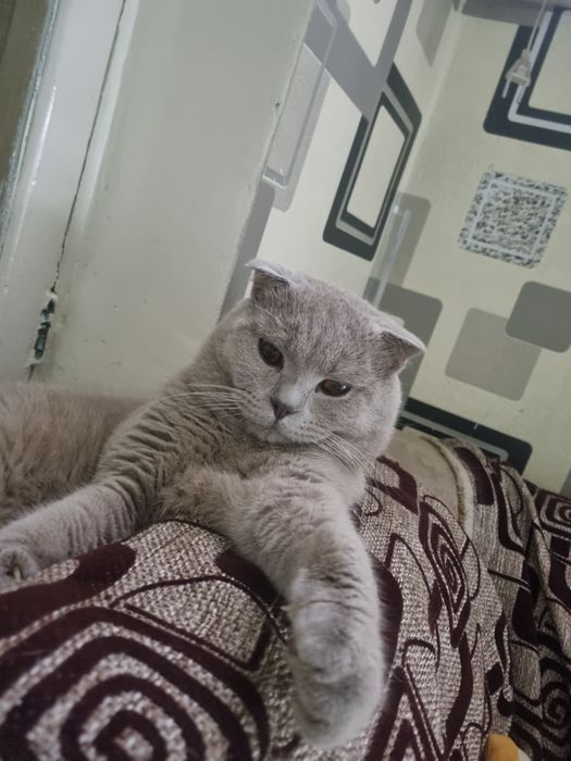 Кот Скотиш Фолд мальчик