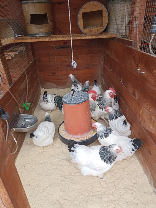 Разплодни/оплодени яйца