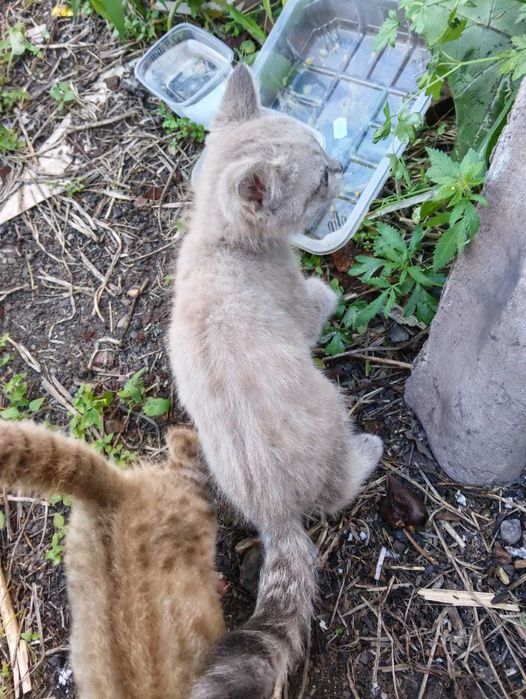 Котятам нужен дом! Срочно!
