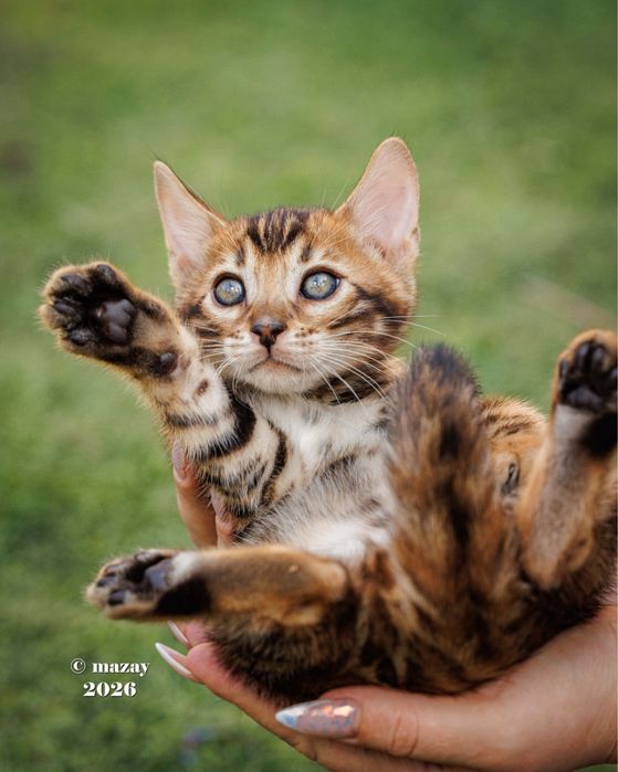 Бенгальские котята