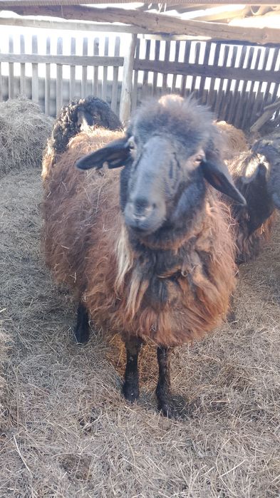 Тоқтылар Сатылады