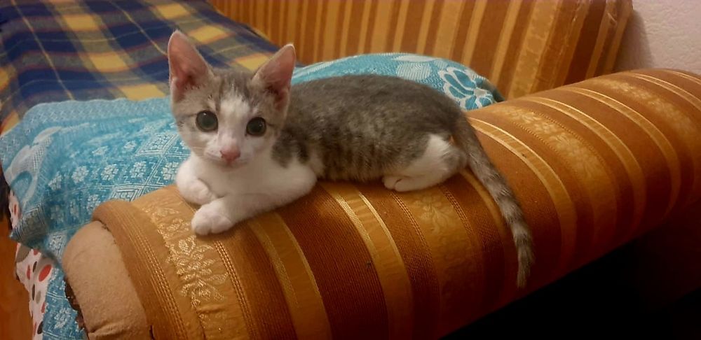 Котята в добрые руки!