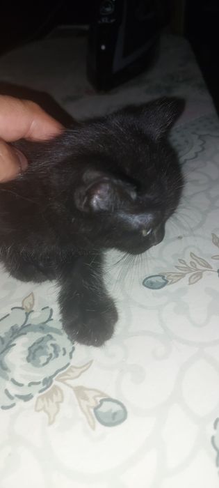 Котенок. Девочка.  15 июня рождения