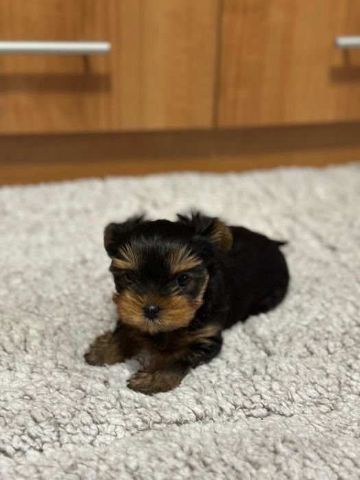 Две женски мини йоркита