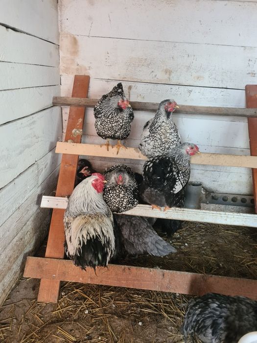 Cocoși Wyandotte argintiu