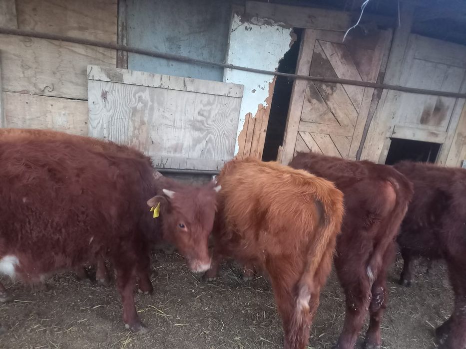 Баспақтар сатылады.