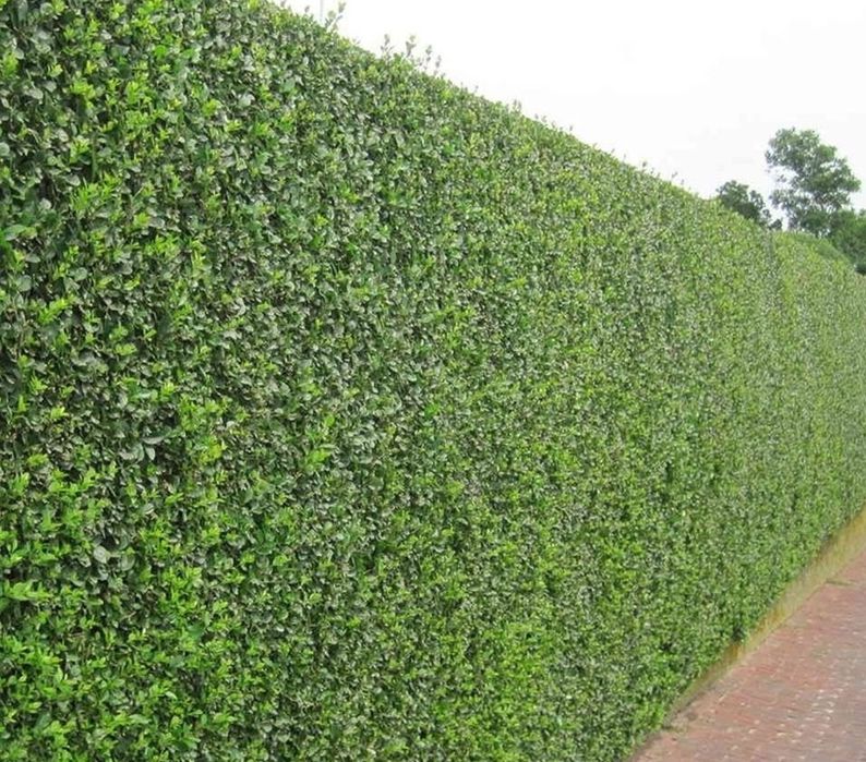 Ligustrum gard viu