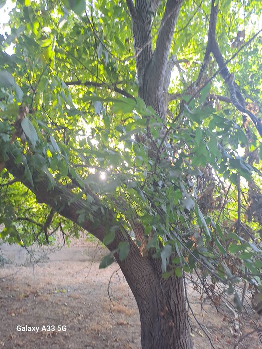 Yongoq daraxt sotiladi