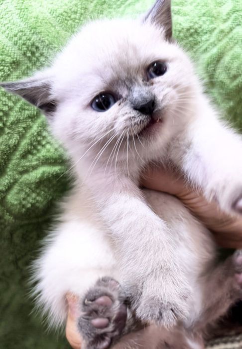 Шотландский чистокровные котята скоттиш фолд скоттиш страйт