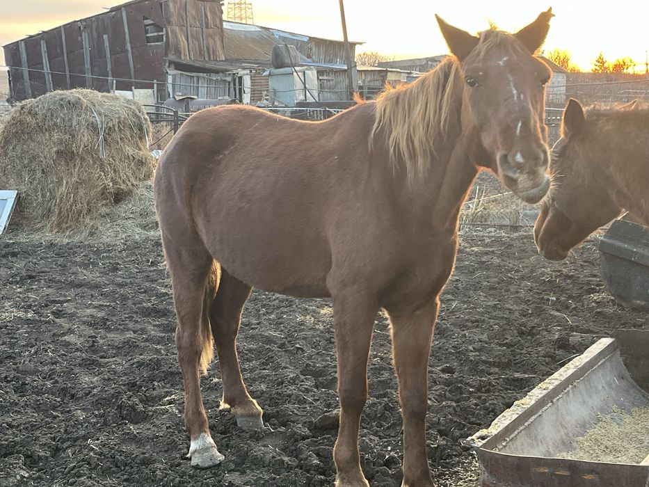 Продам двух кобыл