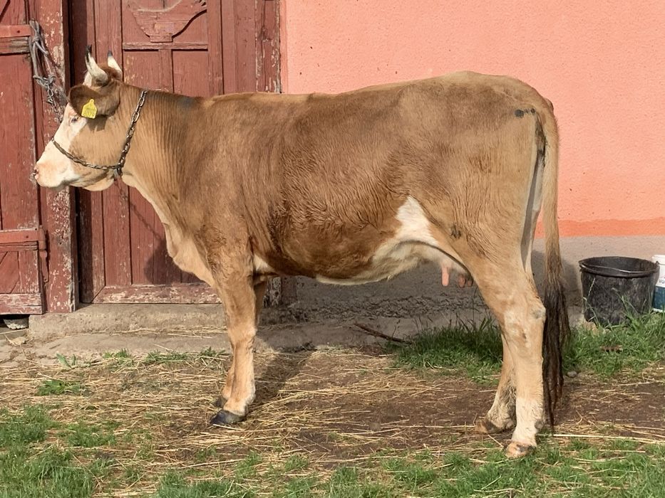 Vand vaca baltata