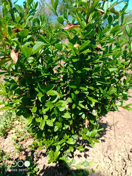 Легуструм  на гол корен -вечнозелен готов за жив  плет!070-1,10см