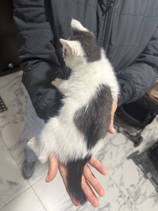 Отдам котенка в хорошие добрые руки