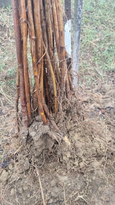 Puieti mesteacan tei platan