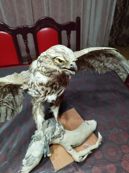 Продается чучело сокола балобана