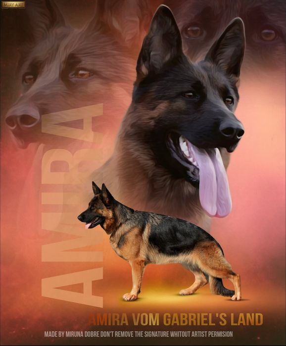 Femela Ciobanesc german