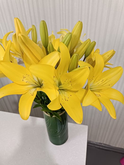 Продам саженцы многолетников