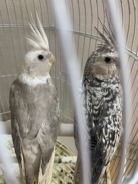 Papagal Nimfa (fete)