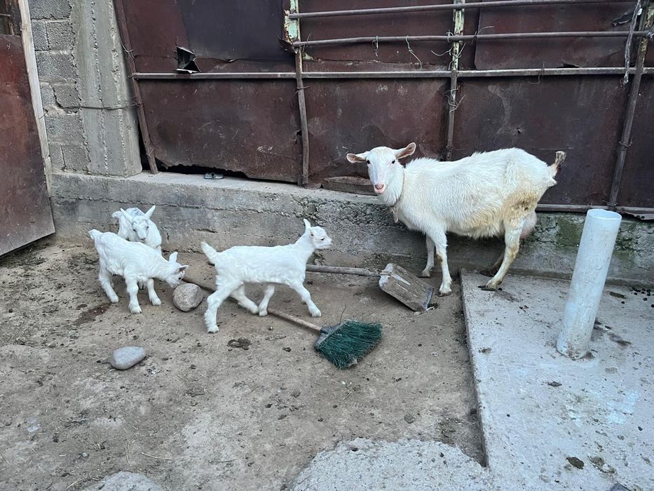 Занен сүтті ешкі сатылады