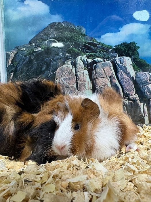 Морские свинки ( продаю)