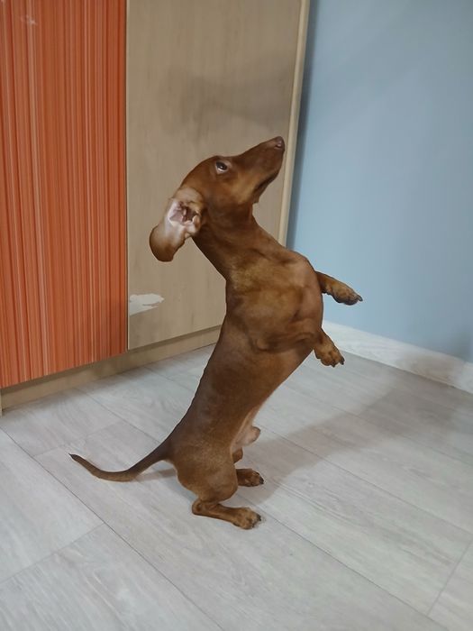 ВЯЗКА |Кроличья такса| Элитный кобель