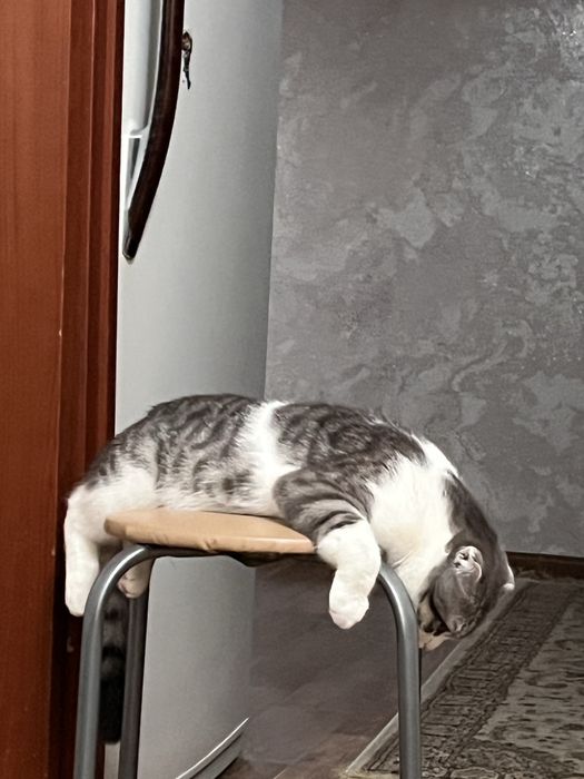 Шотландские кошка