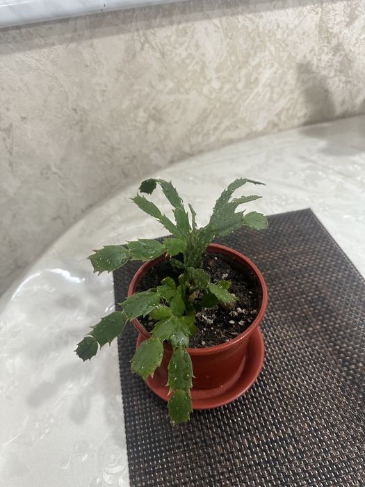 Продается комнатное растение декабрист