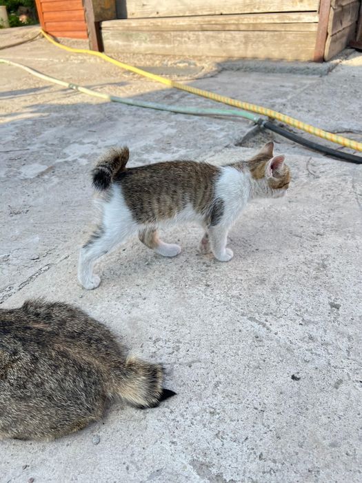 Котенок в добрые руки