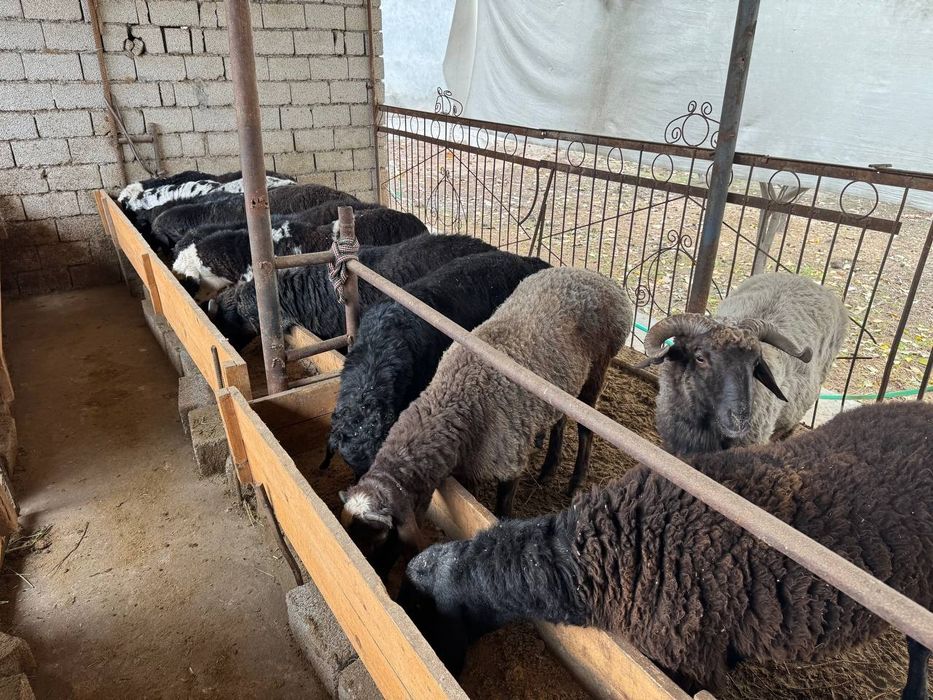 Qoʻy qoʻchqor sotiladi Qurbonlikka 24/7