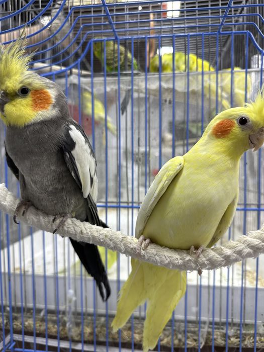 Попугаи кореллы