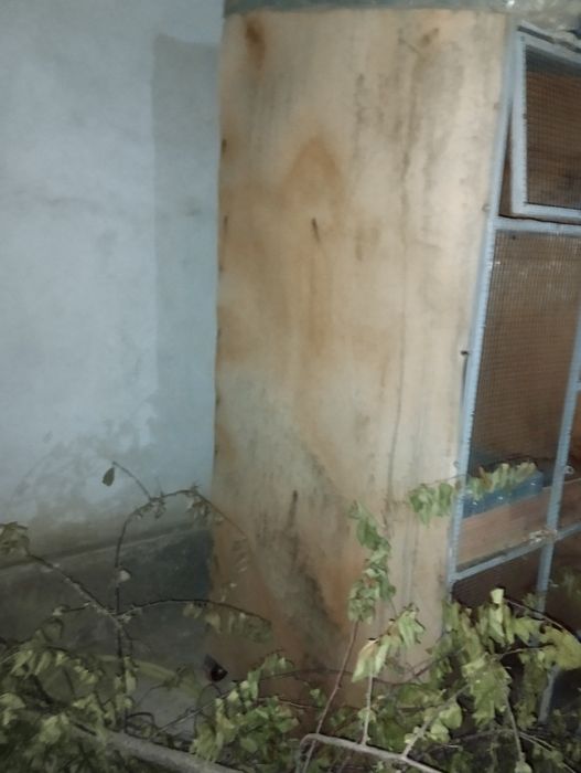 Продам  Валер трёхэтажный
