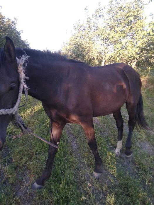 Toy Samarqand viloyati