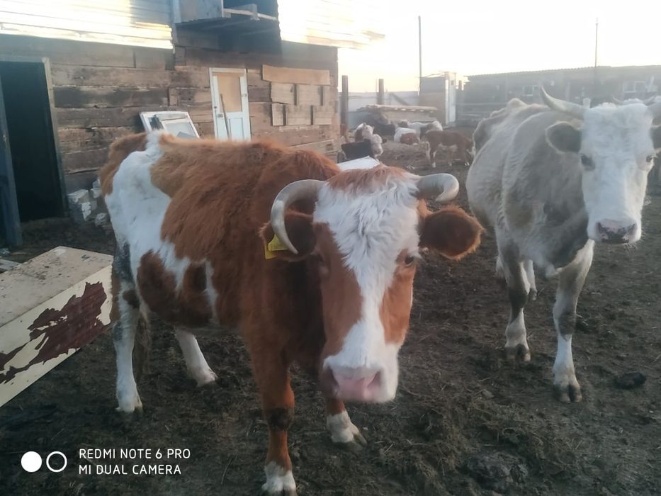 Продам корову с теленком