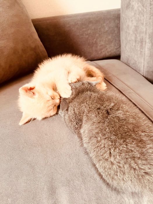 Британские котята