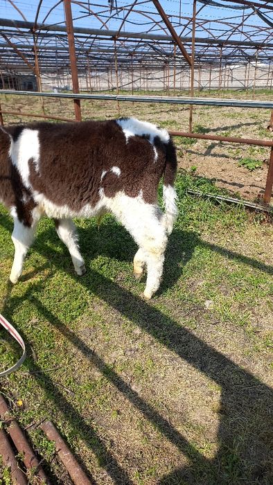 Бузок сотилади..