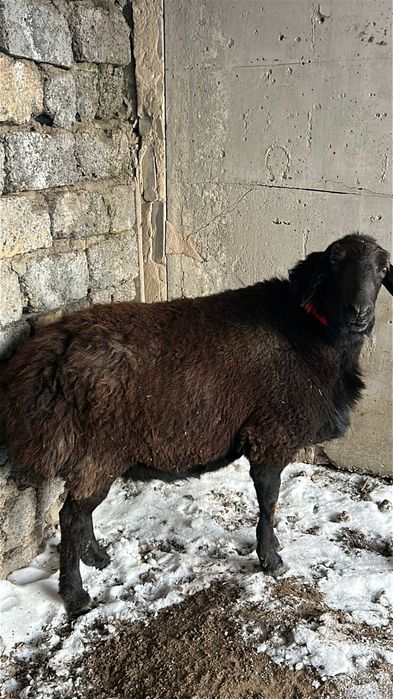 Кошкар  гесарский